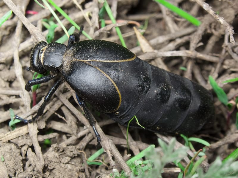 Meloe hungarus Schrank, 1776
